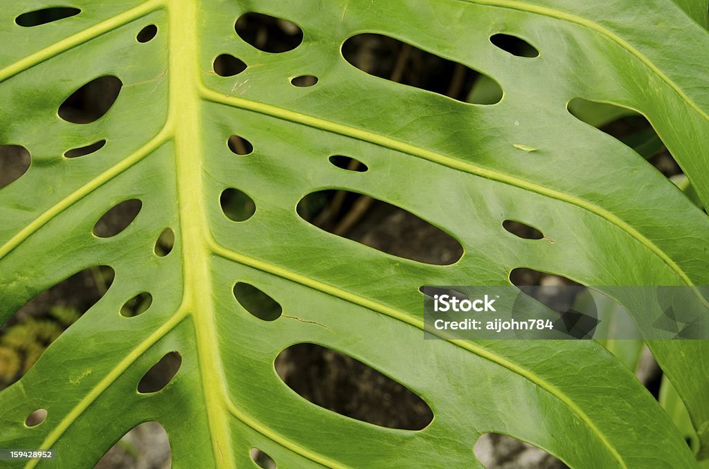 Maui leaf - Lizenzfrei Blatt - Pflanzenbestandteile Stock-Foto