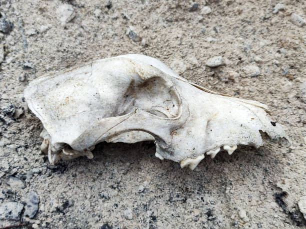 istock top of dog skull on gray ground 1594291042