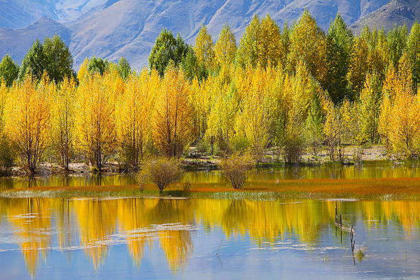 istock Populus trees near the lake 159429552