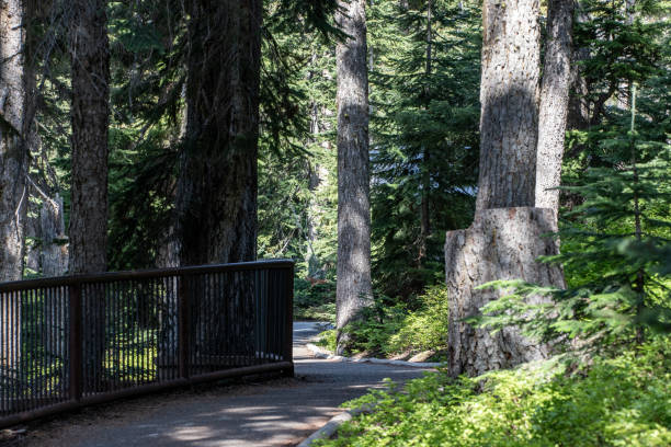 Path through the forest Handicap accessable trail at the North Cascades HWY overlook liberty bell mountain stock pictures, royalty-free photos & images