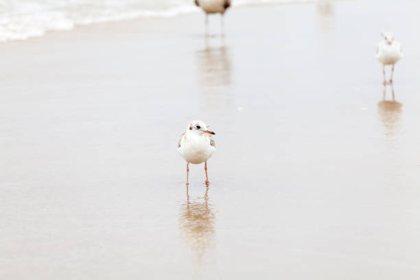 istock Seagull in the natural environment on the Baltic Sea. 1594336443