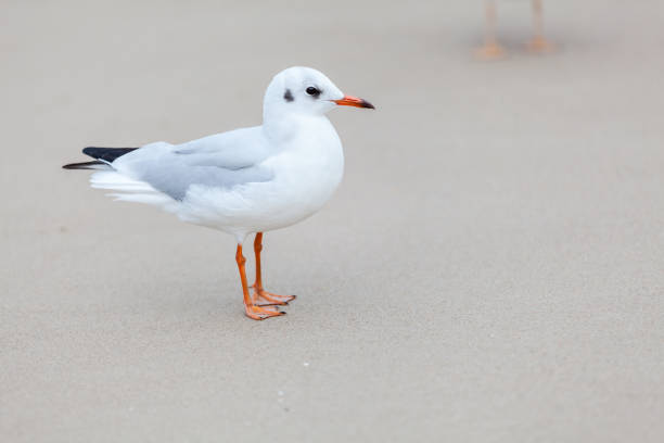 Gull stands on the sandy beach with sea and peoples in the background