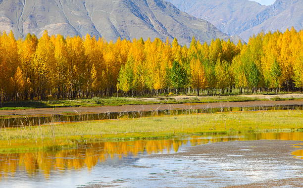istock Populus trees near the lake 159433994