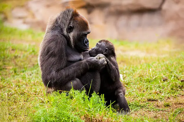 Gorilla mom is feeding her baby and gently holding hands.