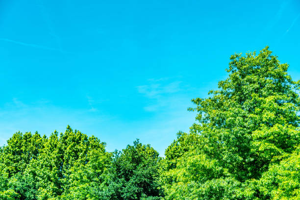 나무 꼭대기와 맑은 하늘을 바라보 며 - treetop tree sky blue 뉴스 사진 이미지