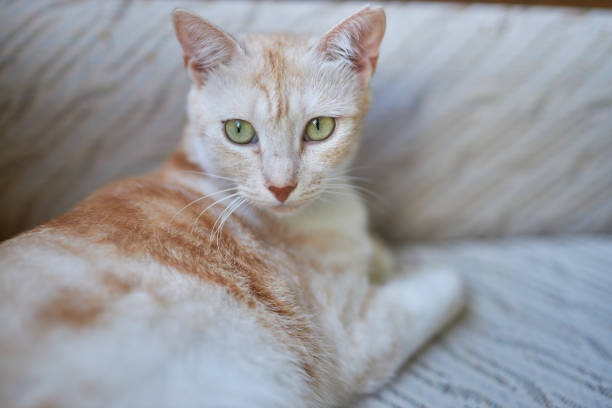 close-up portraits of a pale ginger cat in shallow depth of field