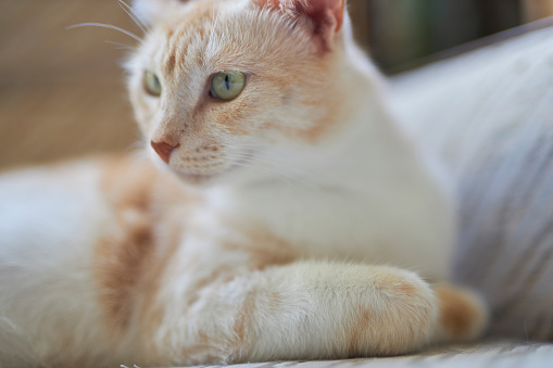 close-up portraits of a pale ginger cat in shallow depth of field