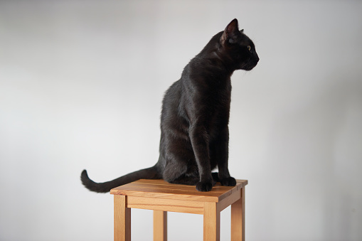 relaxed black cat sitting over chair and waiting inside house with white background
