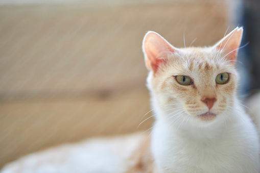 close-up portraits of a pale ginger cat in shallow depth of field
