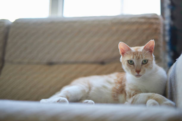 light color pet cat sitting over couch and looking at camera