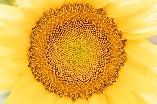 A macro close-up of a sunflower.