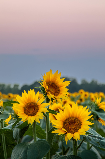 Three Sunflowers in a Field of Sunflowers at Sunset