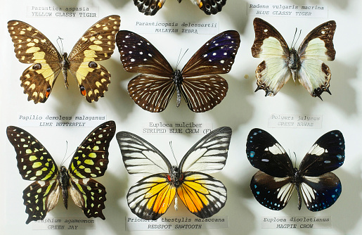 Set - two beautiful colorful bright  multicolored tropical butterflies with wings spread and in flight isolated on white background, close-up macro.