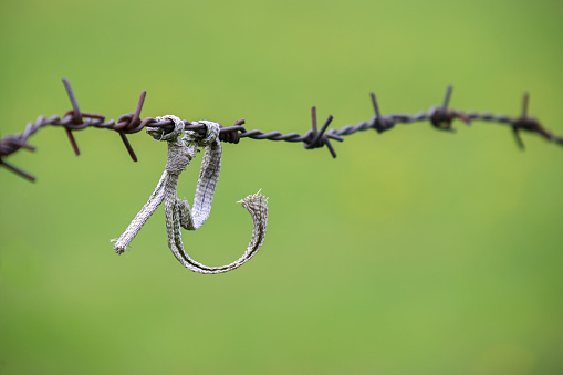the torn rope is knotted on the barbed wire