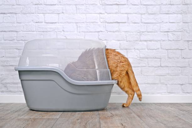 istock Side view of cute red cat stepping inside a closed litter box. Horizontal image. 1594423311