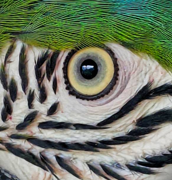 close-up of a great green macaw (Ara ambiguus) also known as Buffon's macaw or great military macaw with food in beak