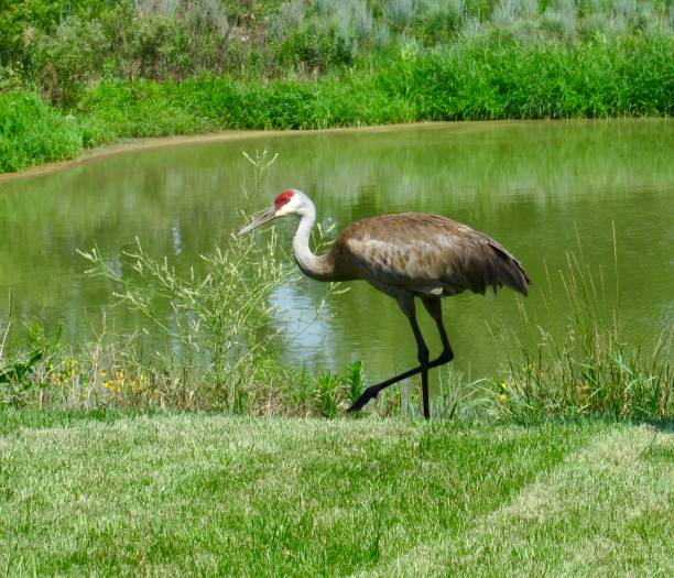 istock Sandhill crane walking near a pond 1594428489