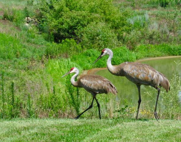 istock Two sandhill cranes walking near a pond 1594428996