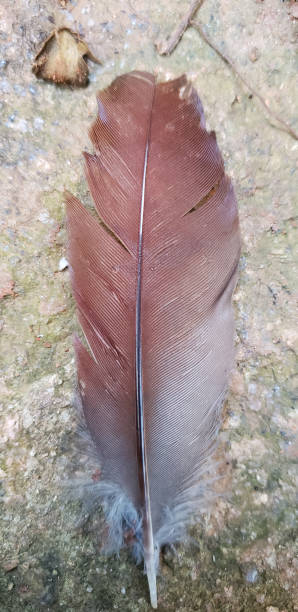 Texture with loose and colorful bird feather