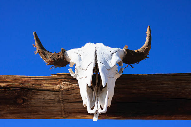istock Bull Skull hung on a wood beam. 159446555