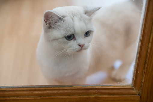 Portrait of cute British white shorthair kitten with blue eyes wait owner at door at home. Adorable cat pet inside house.