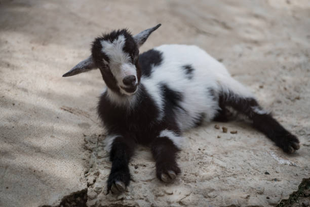 cabra bebê bonito com pele preta e branca no zoológico - goat animal black domestic animals - fotografias e filmes do acervo