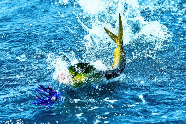 A mahi-mahi caught fishing in the Pacific Ocean