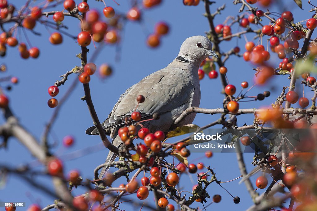 Pigeon assis dans un arbre avec des fruits mûrs - Photo de Aile d'animal libre de droits