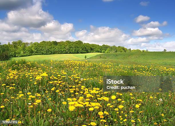 Medows Pieno Di Fiori - Fotografie stock e altre immagini di Ambientazione esterna - Ambientazione esterna, Blu, Cielo