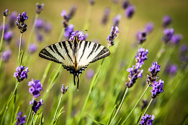 istock Iphiclides podalirius butterfly on lavender flowers 159447382