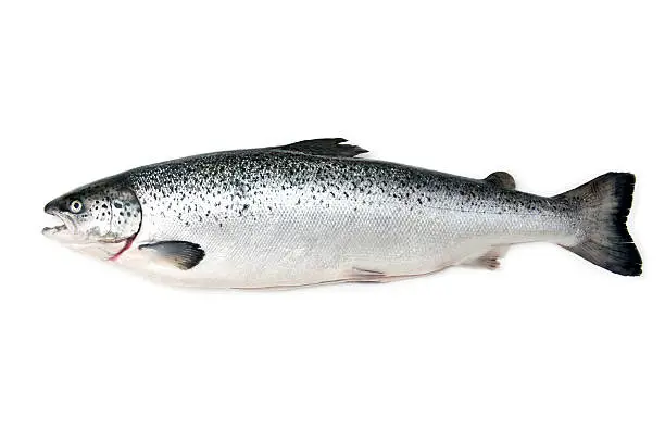 Scottish Atlantic Salmon (Salmo solar) whole, isolated on a white studio background.