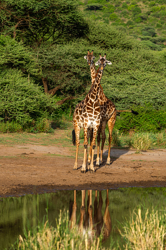 Giraffes in Wildlife. Reflection on waterhole.