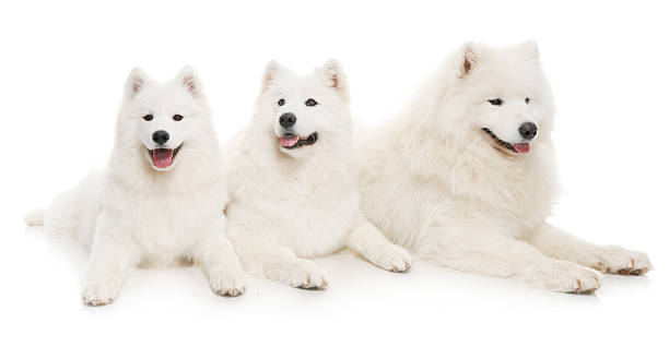 Tres samoyedo perros - foto de stock