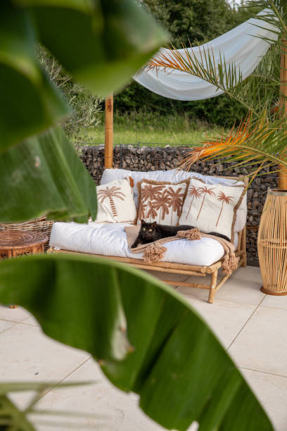 istock Black Cat relaxing on outdoor sofa lying on its side in garden 1594483252