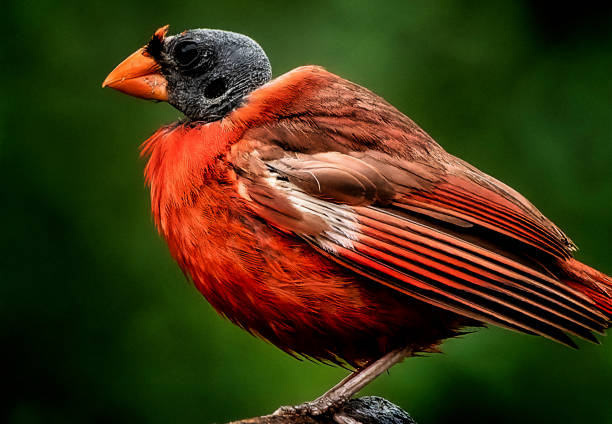 Cardinals feed in southern Texas