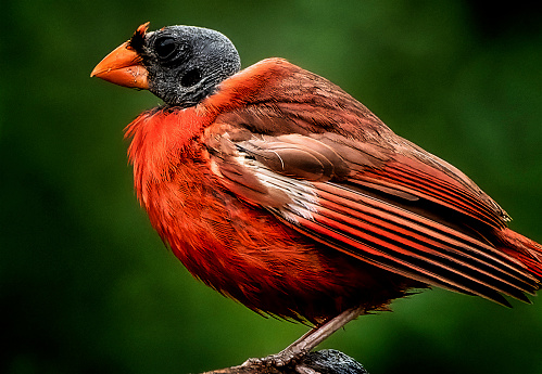 A molting Northern cardinal on a perch