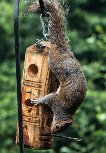 istock A Gray Squirrel climbs down the bird feeder 1594489812