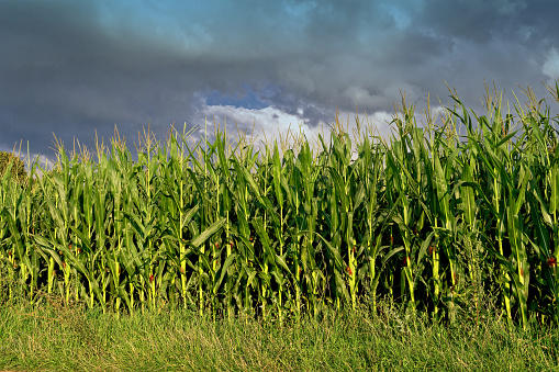 Countryside. Extensive fields of corn. A corn field against the backdrop of an approaching thunderstorm.