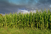 A corn field against the backdrop of an approaching thunderstorm.