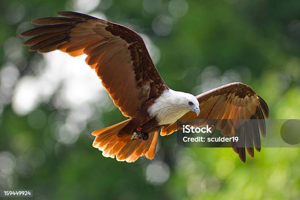 Bird Of Prey Stockfoto und mehr Bilder von Adler - Adler, Anmut, Erwachsener über 40