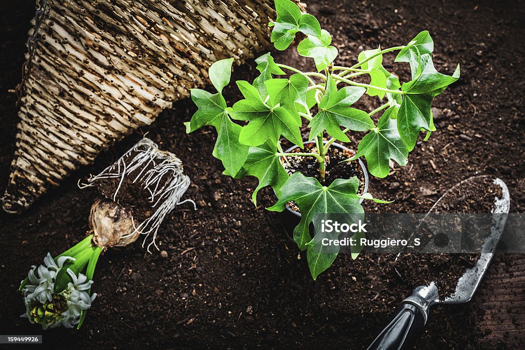 Pequeno vaso para mudas - Foto de stock de Agricultura royalty-free