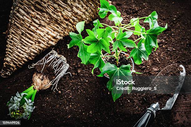 Foto de Pequeno Vaso Para Mudas e mais fotos de stock de Agricultura - Agricultura, Botânica - Assunto, Bulbo