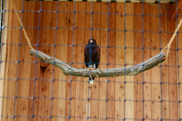 Brown eagle behide the cage, Feels like a loss of independence.