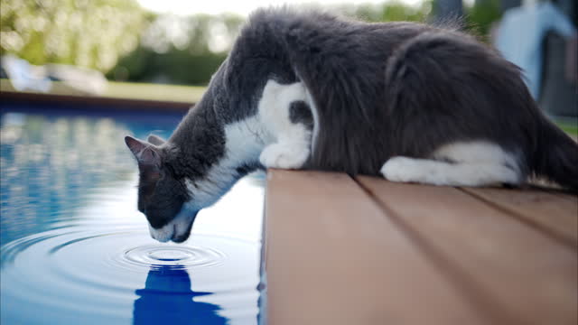Black and white cat drinking water from a pool in Cyprus, slow motion