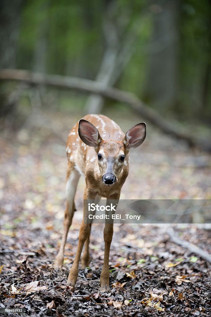 Veado de cauda branca Cria de enho - Royalty-free Animal Foto de stock