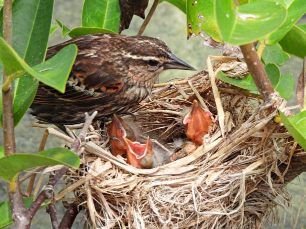 istock Red-winged Blackbird (Agelaius phoeniceus) - with chicks in the nest 1594522989