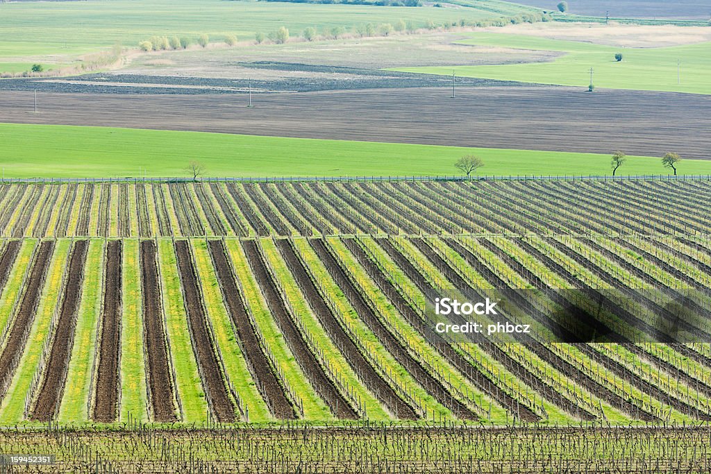 vineyard, Tschechische Republik - Lizenzfrei Europa - Kontinent Stock-Foto