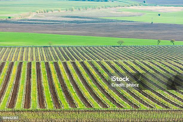 Vineyard Tschechische Republik Stockfoto und mehr Bilder von Europa - Kontinent - Europa - Kontinent, Fotografie, Frühling