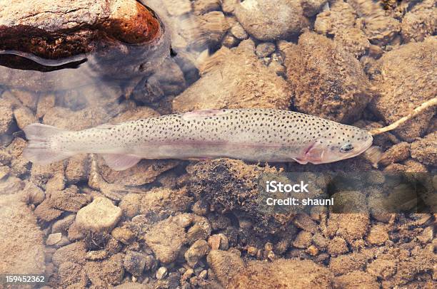 Bachsaibling Stockfoto und mehr Bilder von Bachsaibling - Bachsaibling, Fisch, Forelle