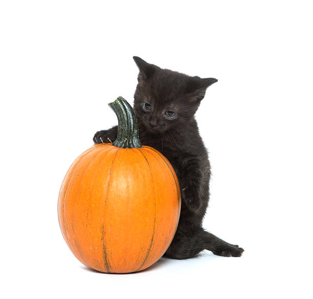 istock Cute black kitten and pumpkin 159452650